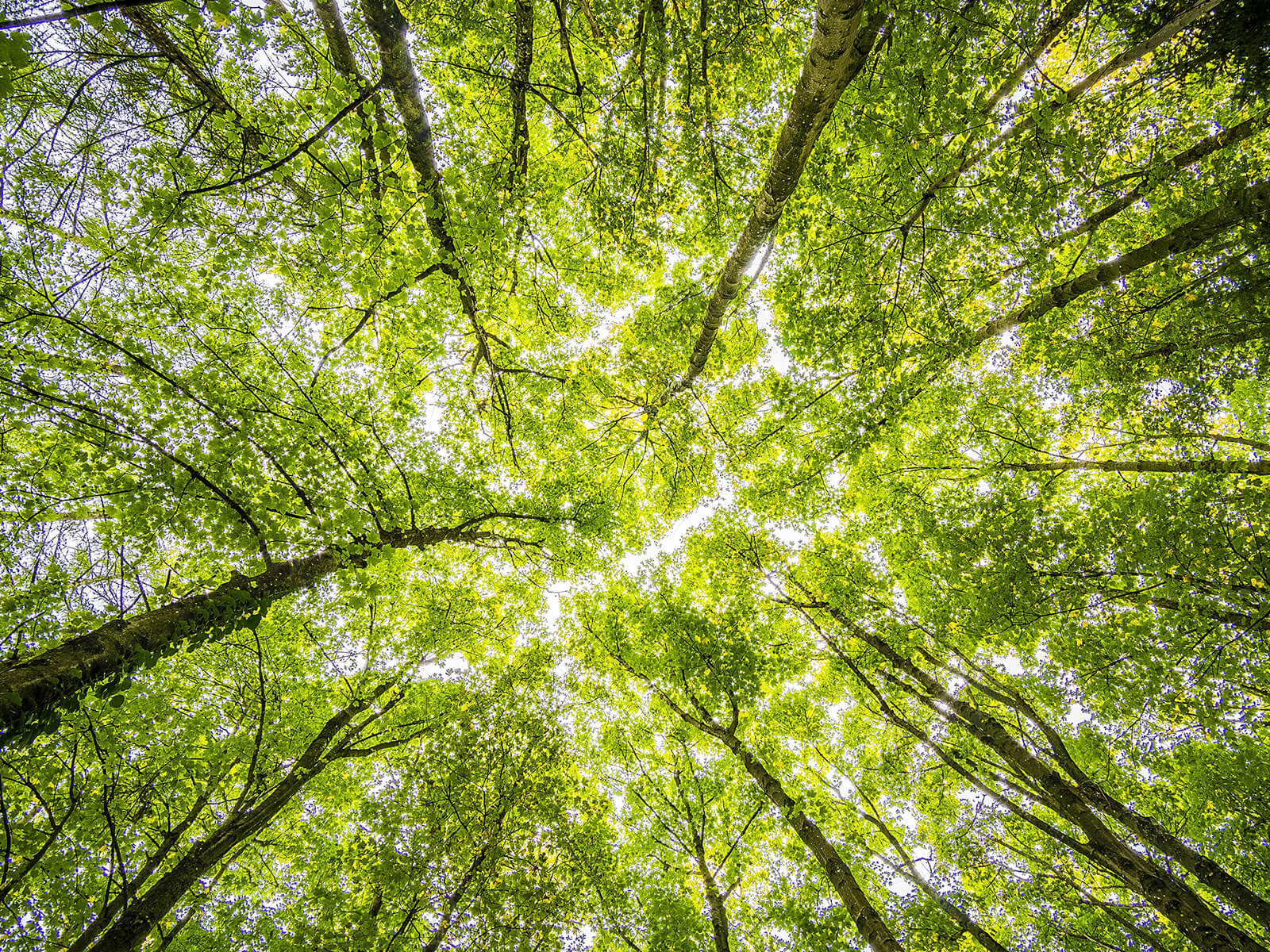 Looking up through green forest canopy