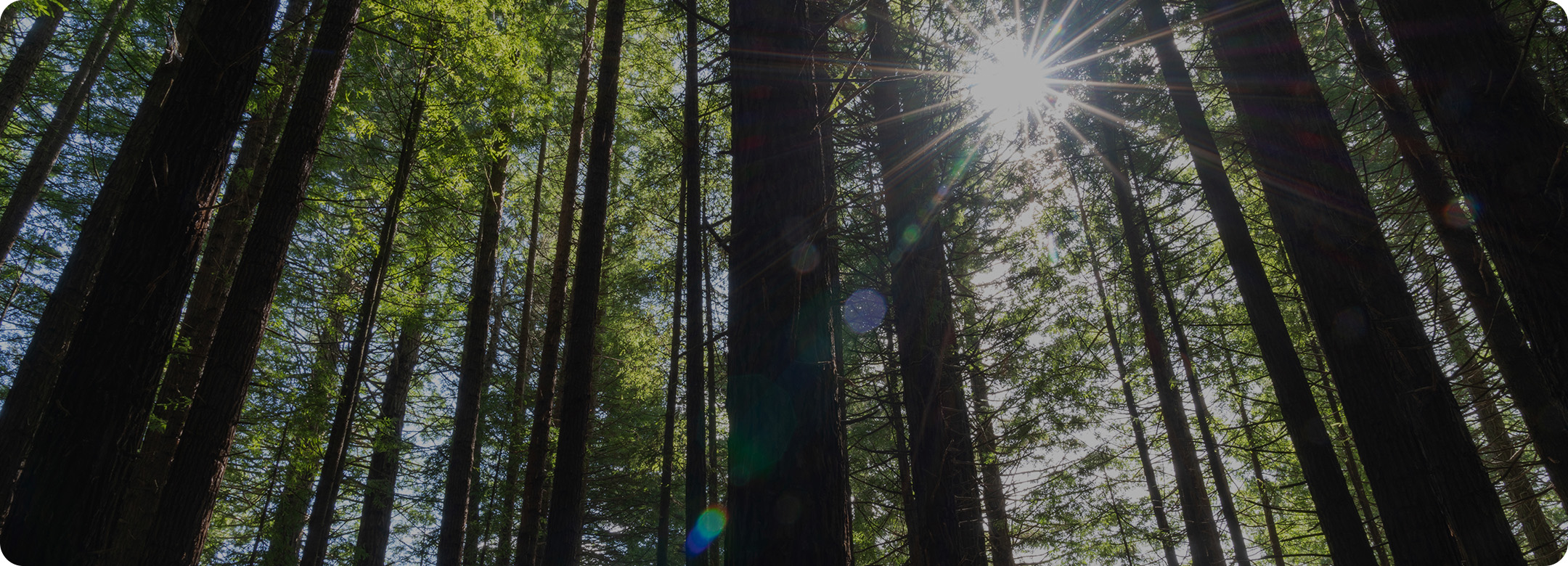 Sustainable forest sunlight through tall trees